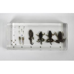 Cycle de vie de la grenouille moulé dans de la résine synthétique
