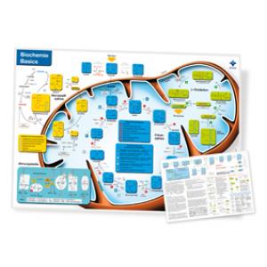 Poster Biochemie Basics II - en Allemand
