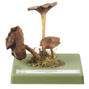 Chanterelle jaune/en tube / SUR DEMANDE Cantharellus tubaeformis (BULL ex FR.) QUÉL. Comestible