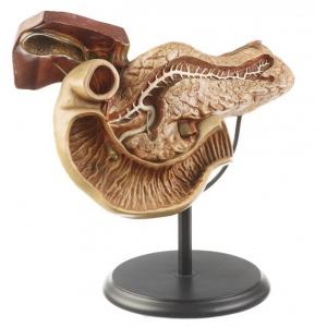 Pancreas / SUR DEMANDE