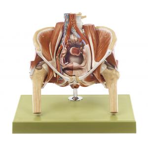 Modèle du bassin féminin avec les organes génitaux internes de la femme / SUR DEMANDE et la vue de Vascular, Nerve and Lymp