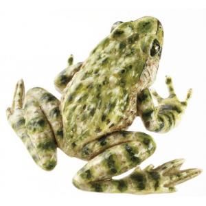 Pélodyte ponctué, femelle / SUR DEMANDE Pelodytes punctatus, en SOMSO PLAST