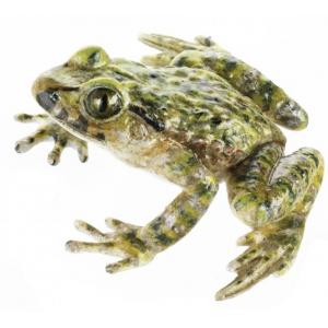Pélodyte ponctué, femelle / SUR DEMANDE Pelodytes punctatus, en SOMSO PLAST