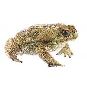 Crapaud géant Aga / SUR DEMANDE Rhinella marina (synonyme: Bufo marinus), en SOMSO PLAST