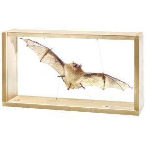Noctule commune, Nyctalus noctula / SUR DEMANDE
