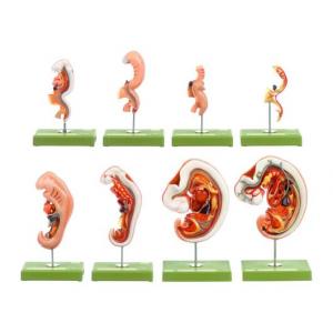 Modèles de l'anatomie de l'embryon humain / SUR DEMANDE