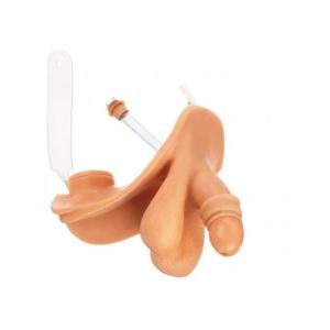 Organes génitaux masculins avec prépuce mobile