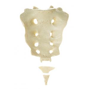 Os sacrum/Os coccyx Moulage naturel