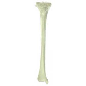 Tibia