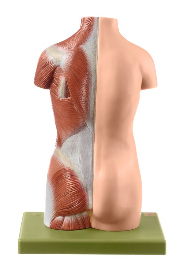 Torse de jeune homme sans tête