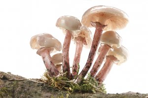 Collybie visqueuse / SUR DEMANDE Oudemansiella mucida, (SCHRAD. ex FR.) HOEHN.