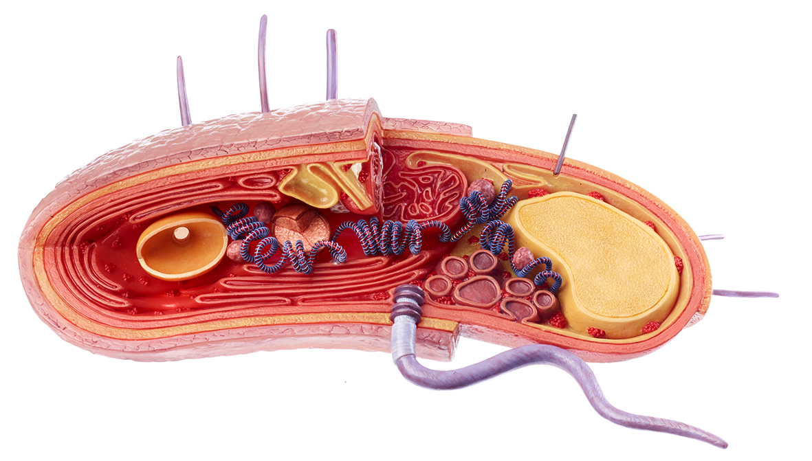 Reconstruction d’une cellule bactérienne (à Gram positif)