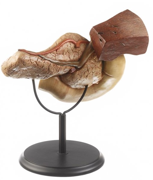 Pancreas / SUR DEMANDE