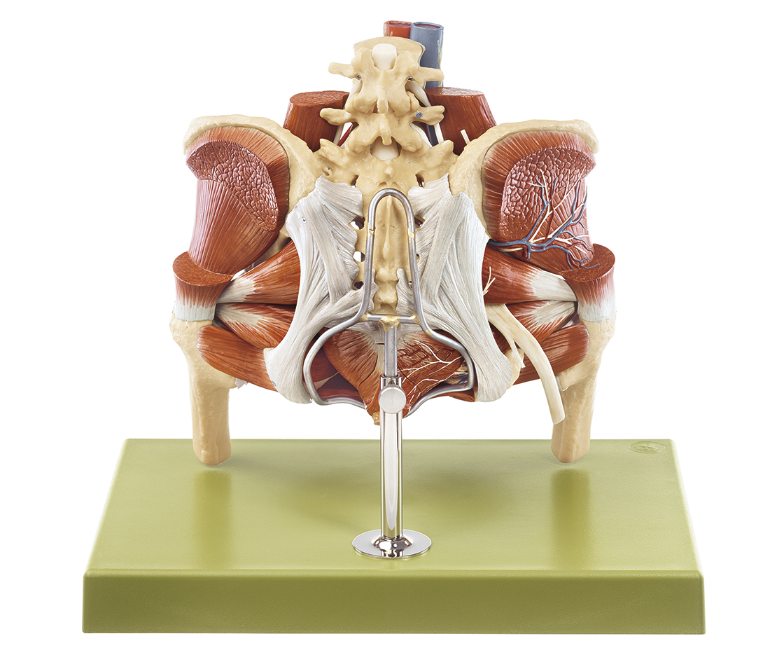 Modèle du bassin féminin avec les organes génitaux internes de la femme / SUR DEMANDE et la vue de Vascular, Nerve and Lymp
