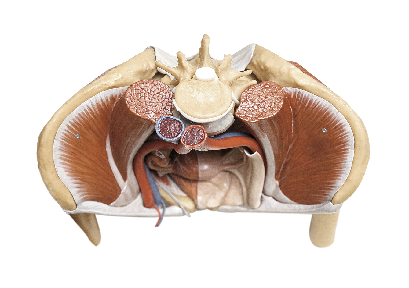 Modèle du bassin féminin avec les organes génitaux internes de la femme / SUR DEMANDE et la vue de Vascular, Nerve and Lymp