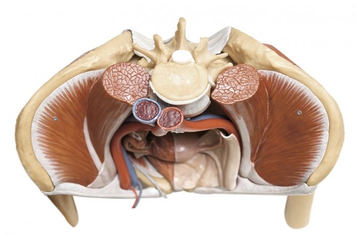 Modèle du bassin féminin avec les organes génitaux internes de la femme / SUR DEMANDE et la vue de Vascular, Nerve and Lymp
