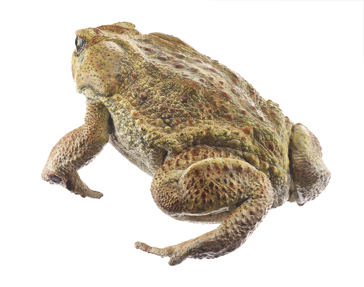 Crapaud géant Aga / SUR DEMANDE Rhinella marina (synonyme: Bufo marinus), en SOMSO PLAST