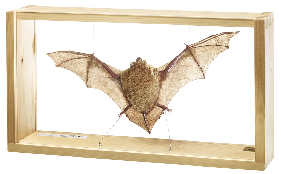 Noctule commune, Nyctalus noctula / SUR DEMANDE